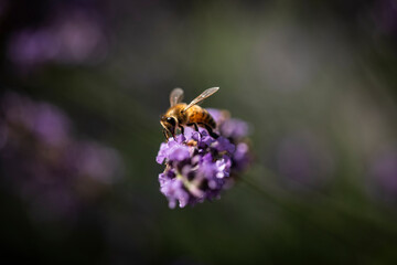 Honey bee on lavender