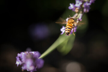 Honey bee on lavender