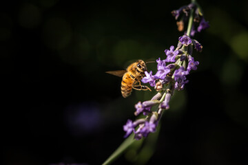 Honey bee on lavender