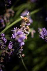 Honey bee on lavender