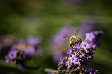 Honey bee on lavender