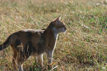 a three colored cat is in the field