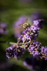 Honey bee on lavender