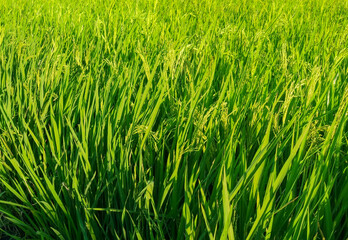Obraz premium Fresh rice in the vast fields.
