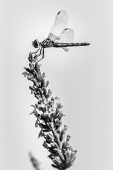 Dragonfly in black and white