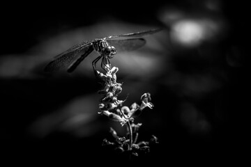 Fototapeta premium Dragonfly in black and white
