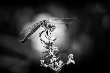 Dragonfly in black and white