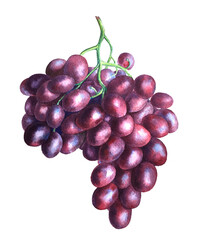Vintage grape branch watercolor illustration isolated on a white background