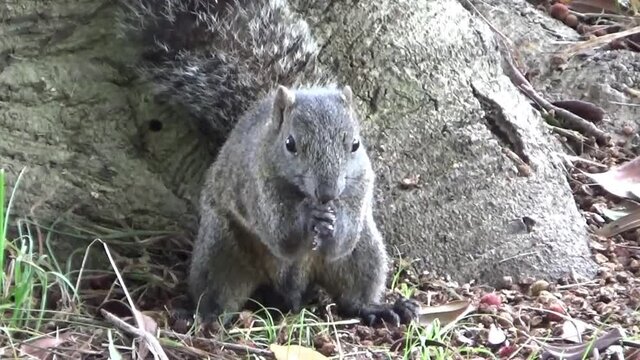 木から下りて木の実を拾って食べるタイワンリス　ズームアップ