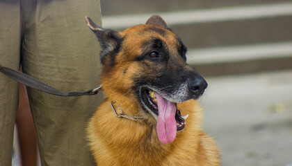 german shepherd dog, looking sideways with tongue out of mouth in rio de janeiro.
