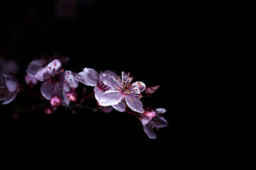 Fototapeta na wymiar Cherry Blossom dark