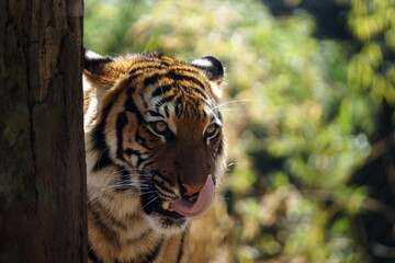tiger in zoo