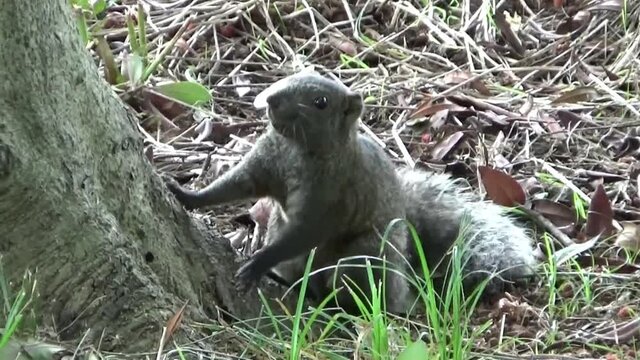 木の根元で木の実を拾って食べるタイワンリス
