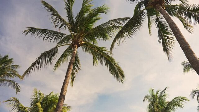 Palm trees in Key West Florida USA