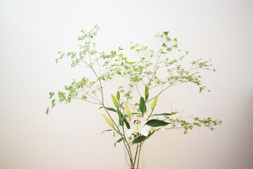 ユリの花　観葉植物　白背景の観葉植物　ドウダンツツジ　部屋　室内　自然光　ナチュラル　インテリアグリーン　余白　ホワイトスペース　コピースペース　文字スペース　枝　美しい　白壁　グラフィック素材　グラフィック背景　背景　壁紙　背景素材　素材　写真　