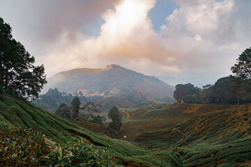 Valley panorama with tea plantations on a cloudy sunset in Cameron Highlands, Malaysia. Colorful  clouds over the mountains. Game of shadows and sunlight on the mountain slopes.