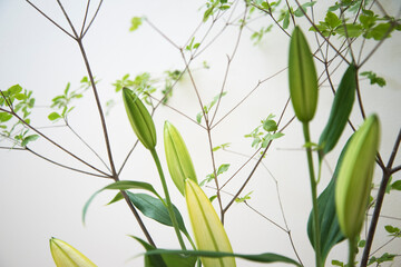 Fototapeta na wymiar ユリの花と観葉植物　白背景の観葉植物　ドウダンツツジ　背景　余白　コピースペース　白背景　シンプルナチュラル