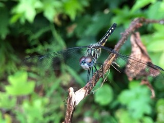 dragonfly on a branch