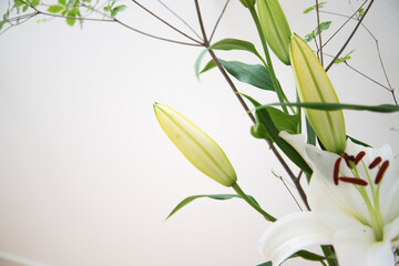 ユリの花の蕾　観葉植物　蕾　つぼみ　百合　ゆり　花　白背景　白壁　部屋　屋内　室内　背景　余白　ホワイトスペース　文字スペース　コピースペース