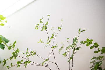 ドウダンツツジを飾った室内