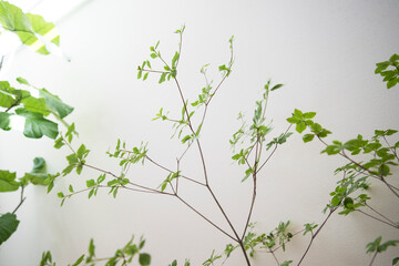 ドウダンツツジを飾った室内