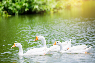 White geese in a large natural pond with morning sunshine in Thailand.