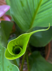 Tropical Ginger Plant New Leaf