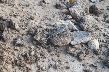 Western Zebra-tailed Lizard on volcanic rock in the California desert