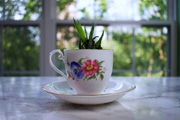 Succulent growing in a small brightly colored teacup.