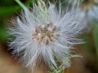 Emilia sonchifolia (lilac tassel flower, Cacalia sonchifolia L.) with natural background. This plant has a special aroma and is often made urap-urap (indonesian salad). indonesian call it tempu wiyang