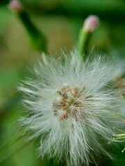 Emilia sonchifolia (lilac tassel flower, Cacalia sonchifolia L.) with natural background. This plant has a special aroma and is often made urap-urap (indonesian salad). indonesian call it tempu wiyang