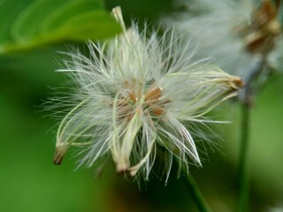 Emilia sonchifolia (lilac tassel flower, Cacalia sonchifolia L.) with natural background. This plant has a special aroma and is often made urap-urap (indonesian salad). indonesian call it tempu wiyang