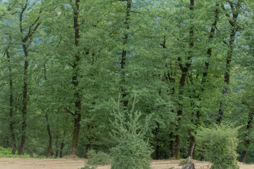 green trees background in forest