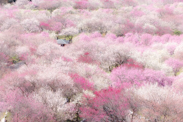 三重県いなべ市にある梅林公園です。桃源郷のような景色が見所です。