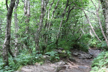 tree in the forest