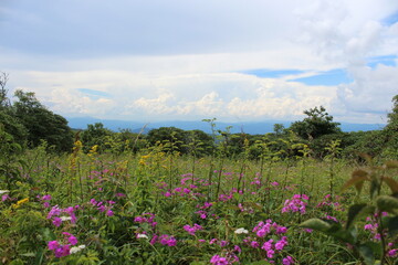 meadow with flowers