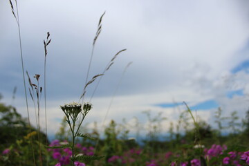 grass and sky