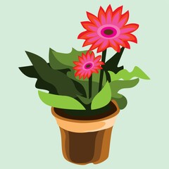 gerbera flower plant in pot