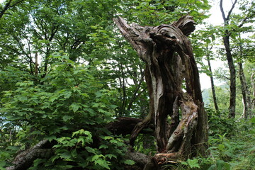 old tree trunk