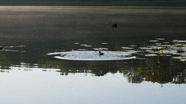 Loon is diving to cath food in Lihuania lake.