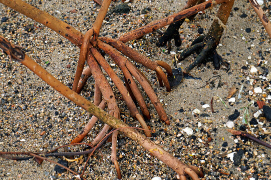 Red Mangrove Roots Detail (Rhizophora Mangle)