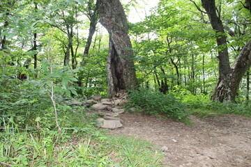 rocks in tree