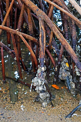 Fototapeta na wymiar Mangrove oysters (Crassostrea gasar)