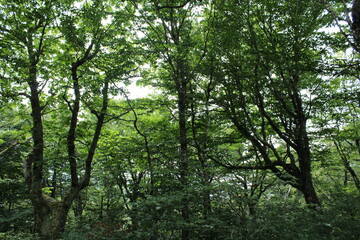 trees in the forest