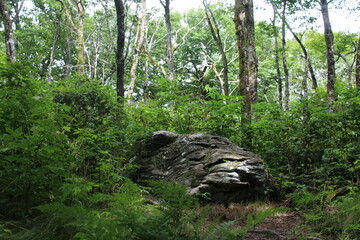 rock in the forest