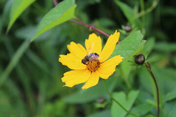Bee on Yellow Flower