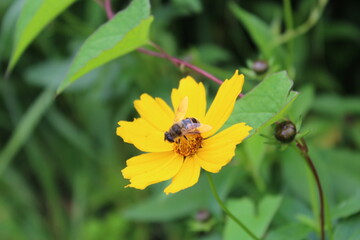 Bee on Yellow Flower