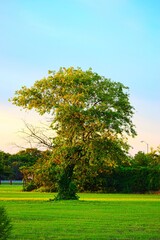 trees in the park