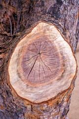 Naklejka premium A wood stump pattern with growth rings, hardwood, ironwood timber.