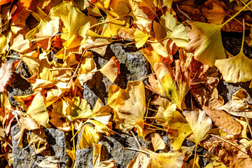 【横浜 山下公園付近】イチョウの並木道